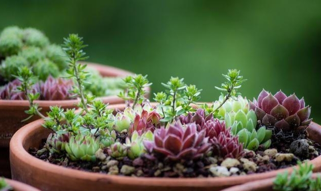 养殖多肉植物可以使用人造光源