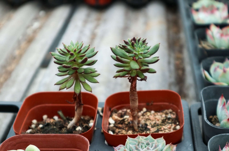 如何照顾家里的多肉植物快速成长