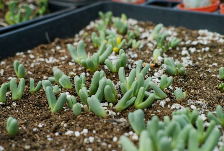 养殖多肉植物要注意下面几个重点