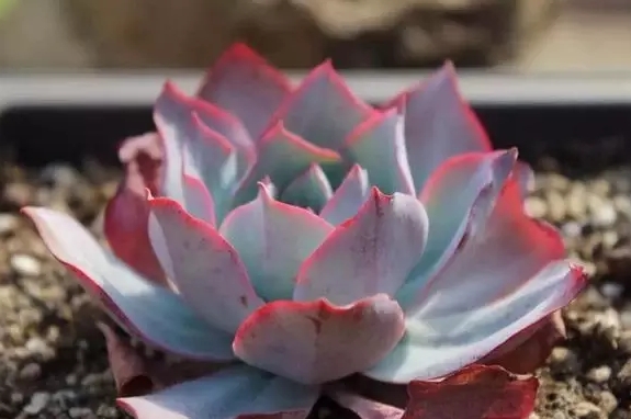 多肉植物如何选土壤选花盆