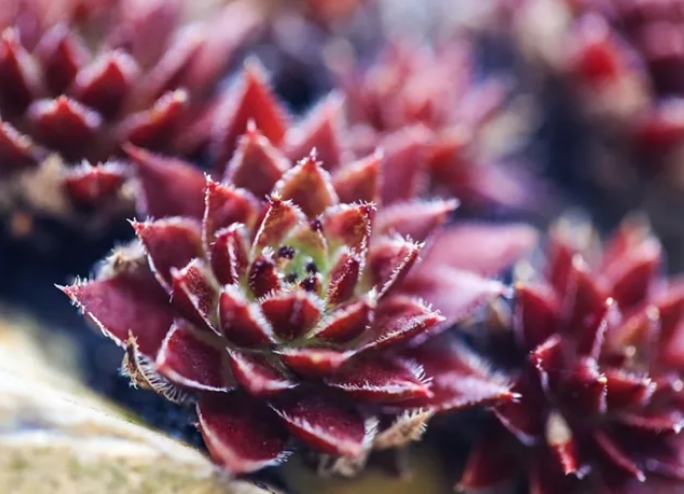 多肉植物从选种到种植的流程是什么流程