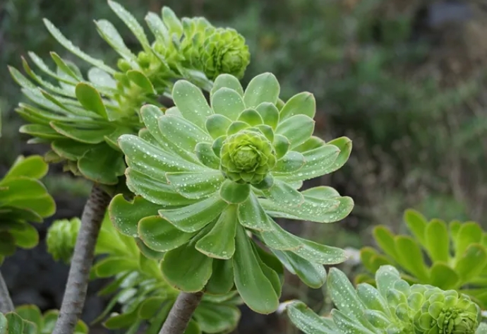 多肉植物种植过程中要注意浇水光照与湿度