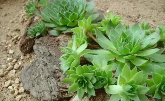 注意多肉植物的时候需要注意的几个小问题