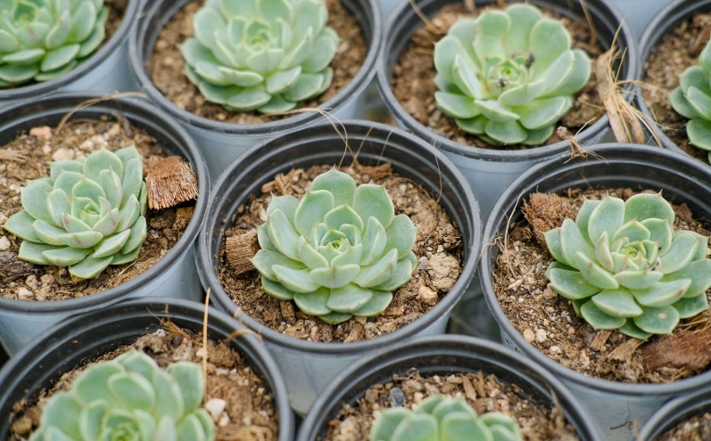 种植多肉植物在秋季和冬季要注意事项