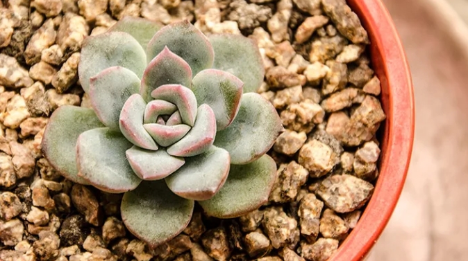 种植多肉植物在春季和夏季要注意什么问题