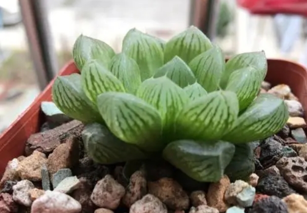 多肉植物玉露的种植环境和土壤温度控制