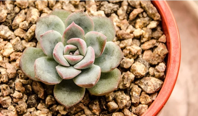 多肉植物可以用阳光直射吗多久照射一次